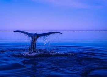 Cazando ballenas: ciberataques contra los altos directivos de las empresas